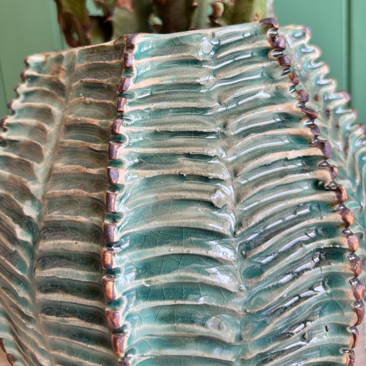 Close-up of a cactus plant with detailed texture on its leaves.