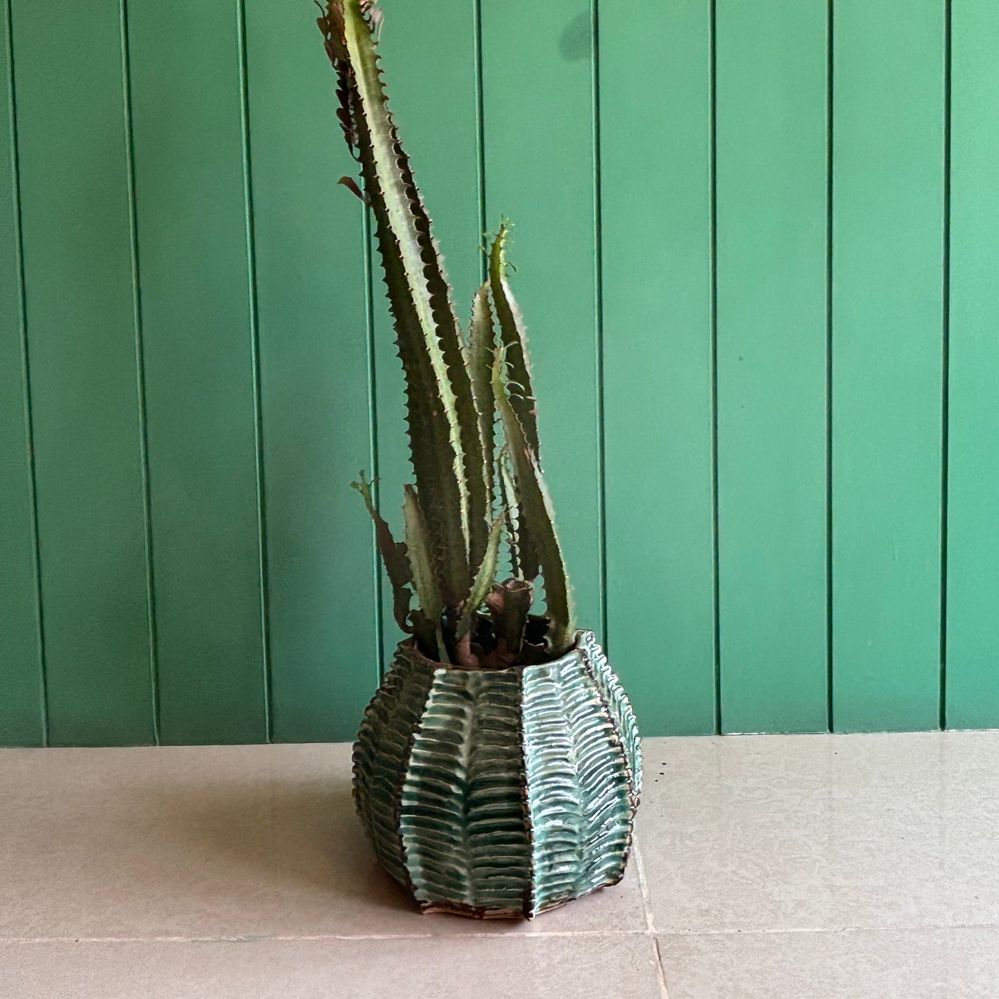 Cactus Pot