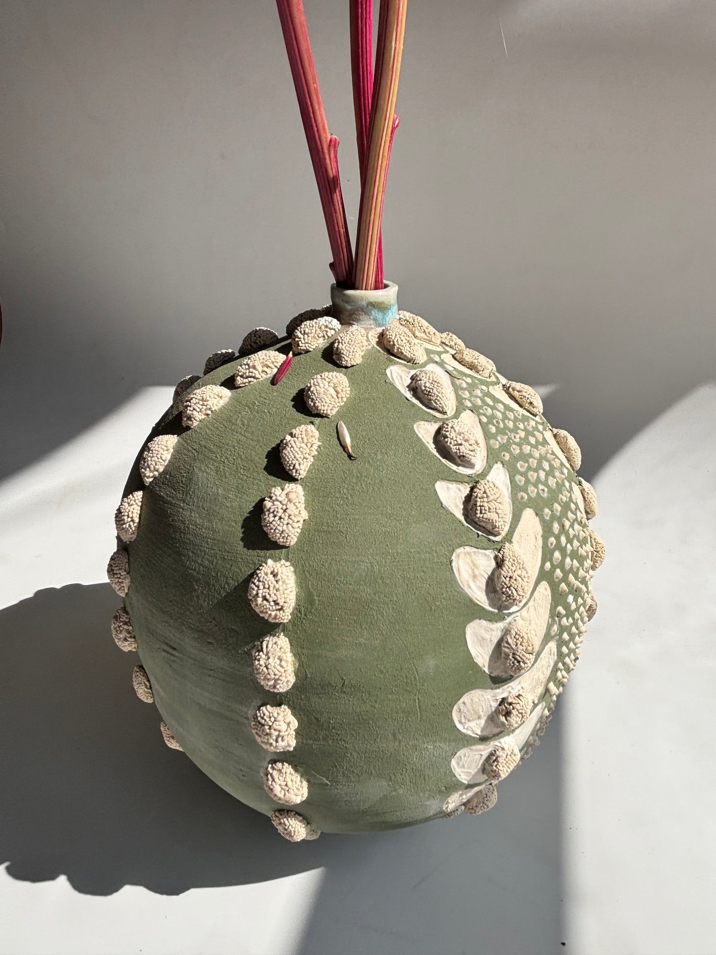 Astrophytum Asteria