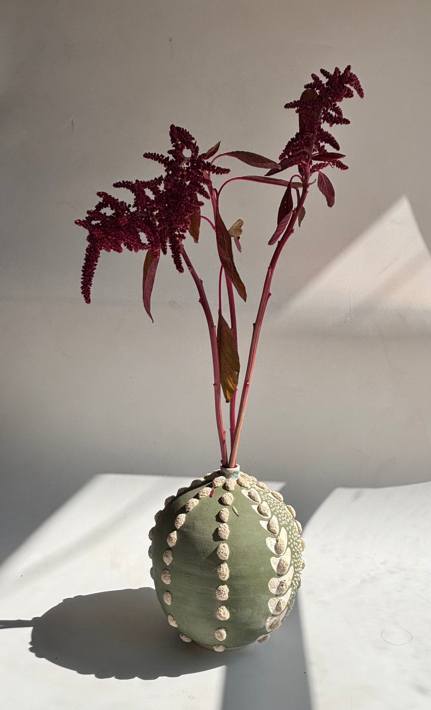 Astrophytum Asteria