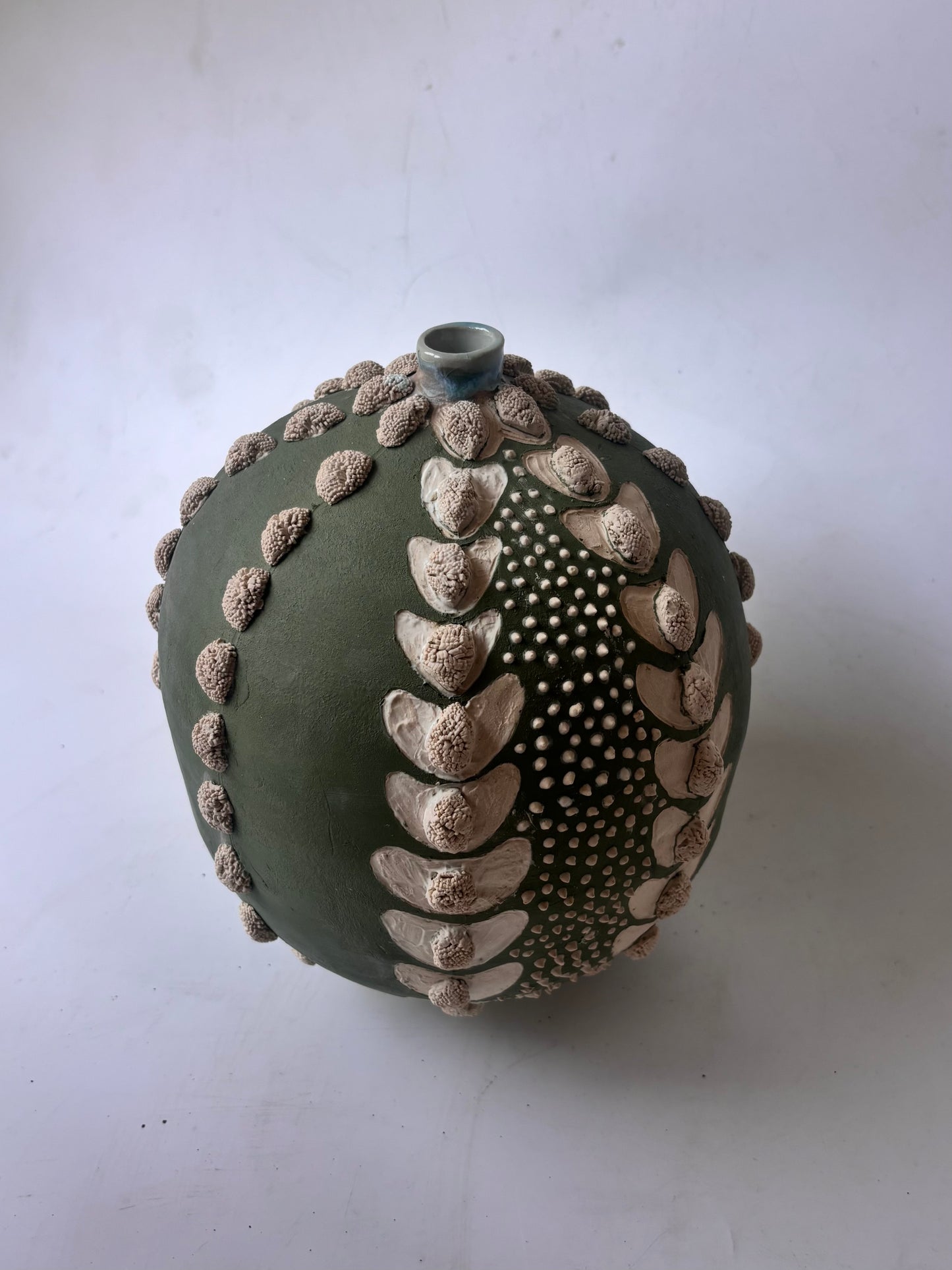 Astrophytum Asteria