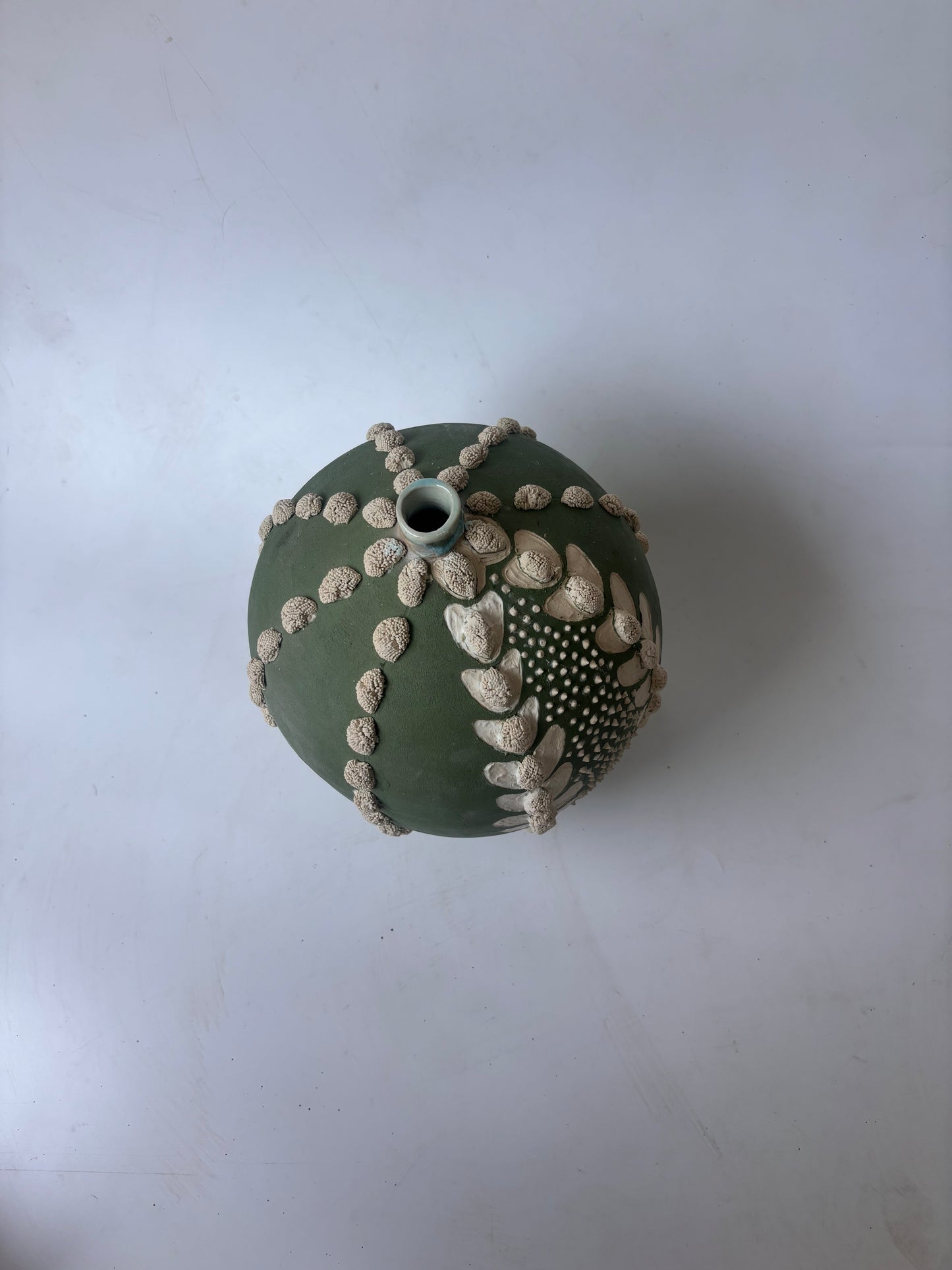 Astrophytum Asteria