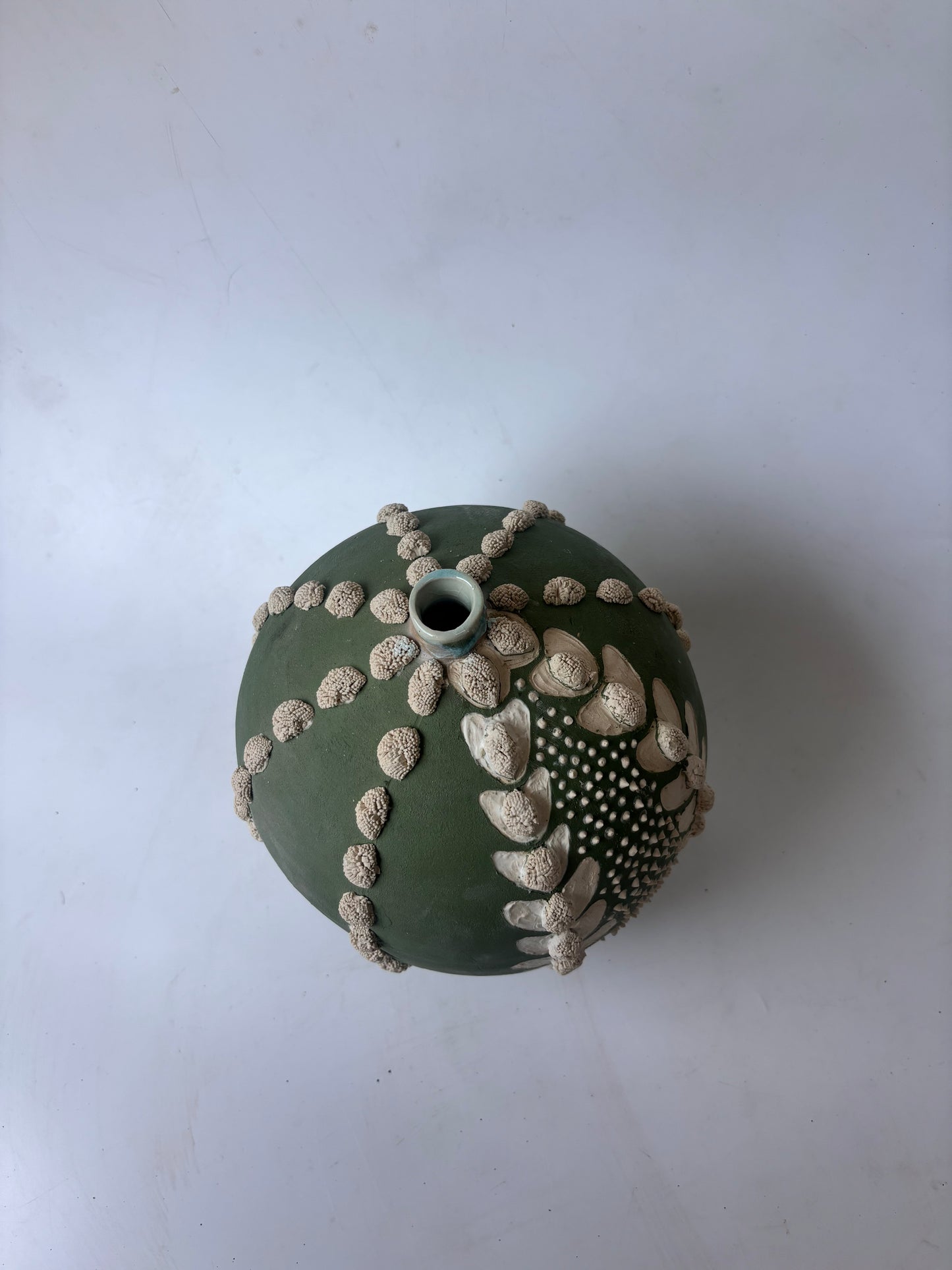 Astrophytum Asteria