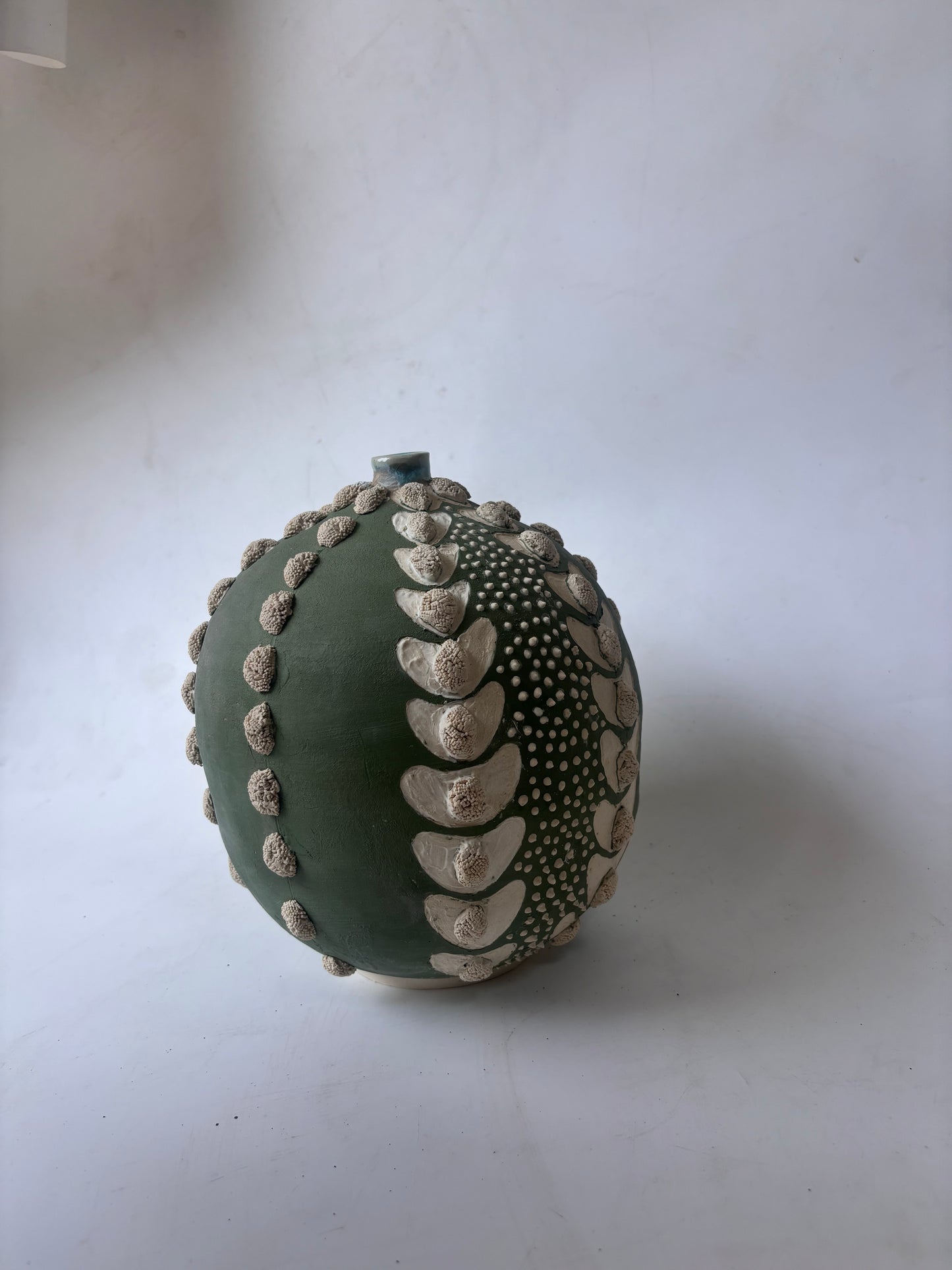 Astrophytum Asteria