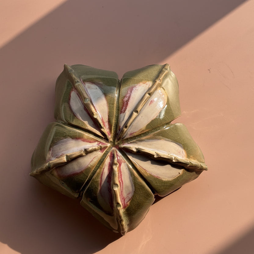 Star-shaped succulent plant on a beige background